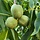 Walnootboom - Juglans regia (kale wortel) -> PRE-ORDER