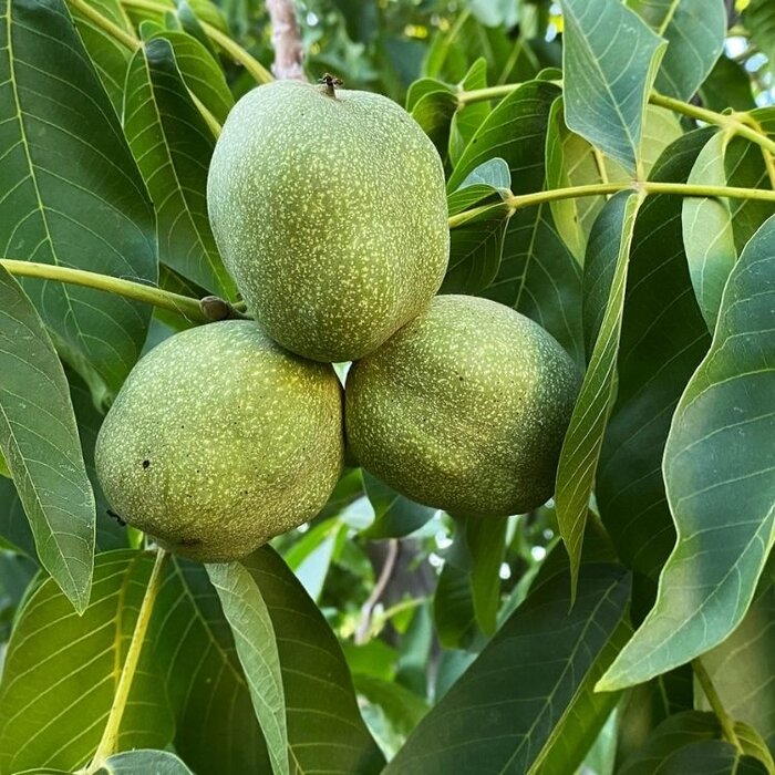 Walnootboom - Juglans regia (kale wortel)