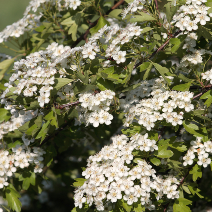 Meidoornhaag - Crataegus monogyna