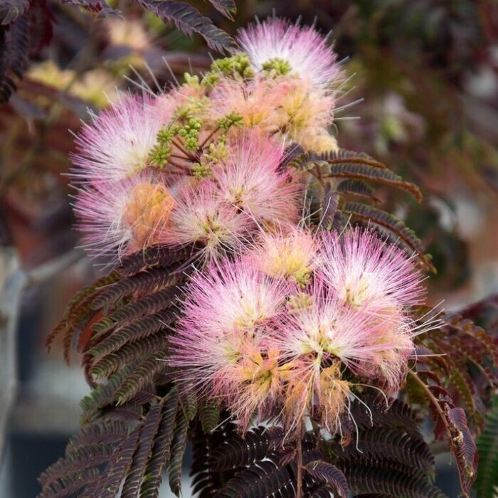 Perzische slaapboom - Albizia julibrissin 'Summer Chocolate'