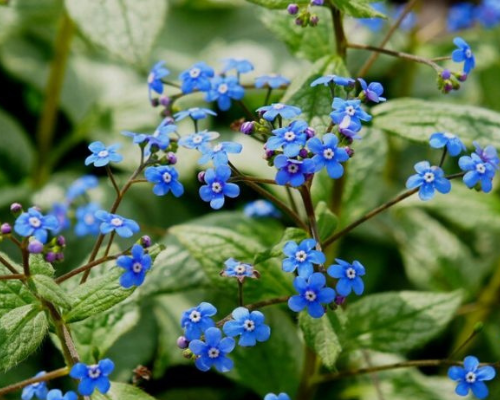 Deze 10 tuinplanten staan graag in de schaduw