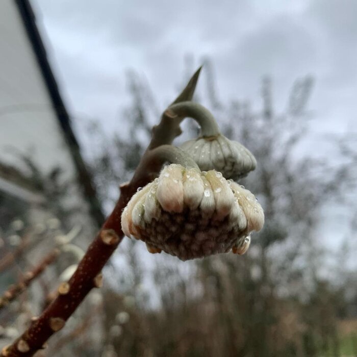 Papierstruik (Edgeworthia chrysanta 'Grandiflora')
