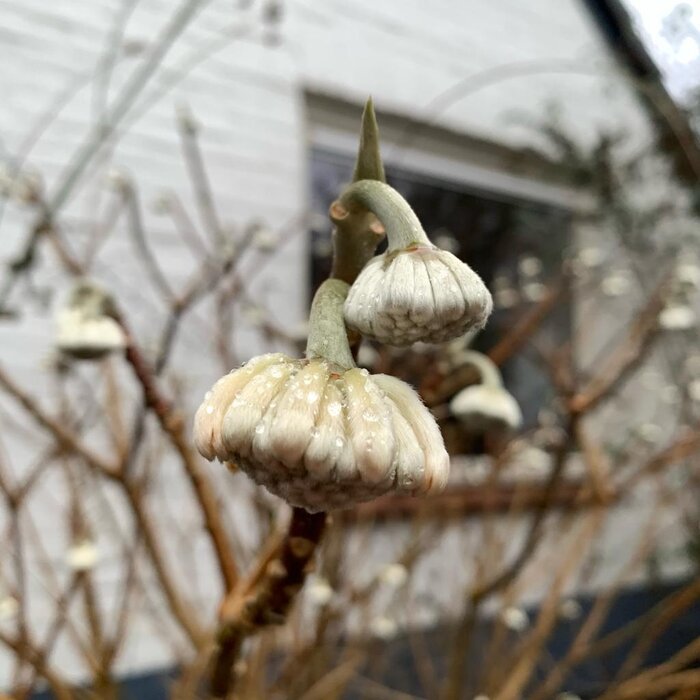 Papierstruik (Edgeworthia chrysanta 'Grandiflora')