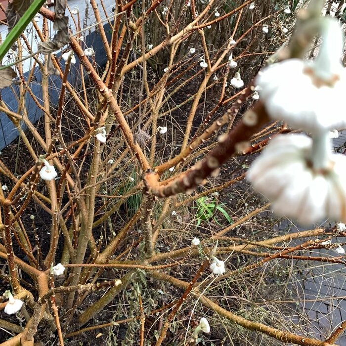 Papierstruik (Edgeworthia chrysanta 'Grandiflora')