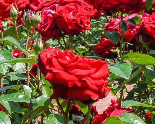 Romantiek in de tuin met Rozen