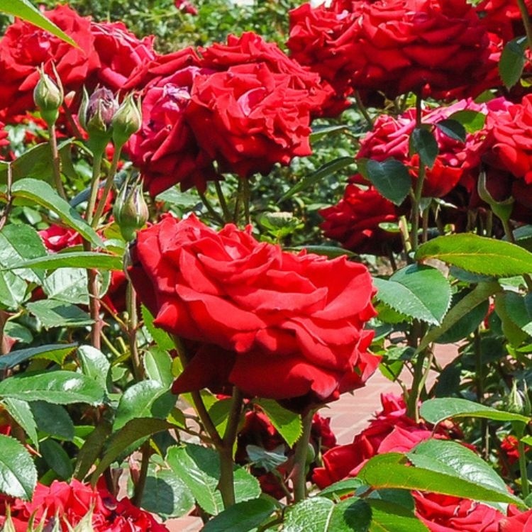 Romantiek in de tuin met Rozen