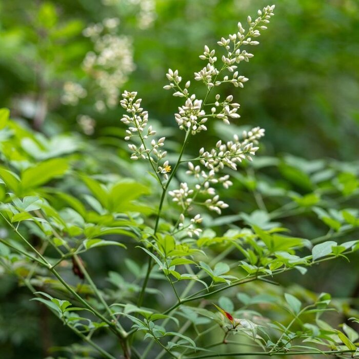 Hemelse bamboe (Nandina domestica)