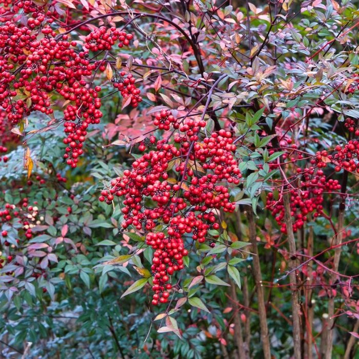 Hemelse bamboe (Nandina domestica)