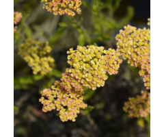 Duizendblad - Achillea millefolium 'Terracotta'