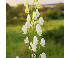 Monnikskap - Aconitum napellus 'Album'