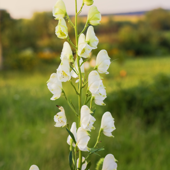 Monnikskap - Aconitum napellus 'Album'
