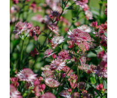 Zeeuws knoopje - Astrantia major 'Roma'