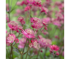 Zeeuws knoopje - Astrantia major 'Ruby Wedding'