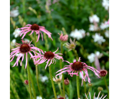 Zonnehoed - Echinacea pallida