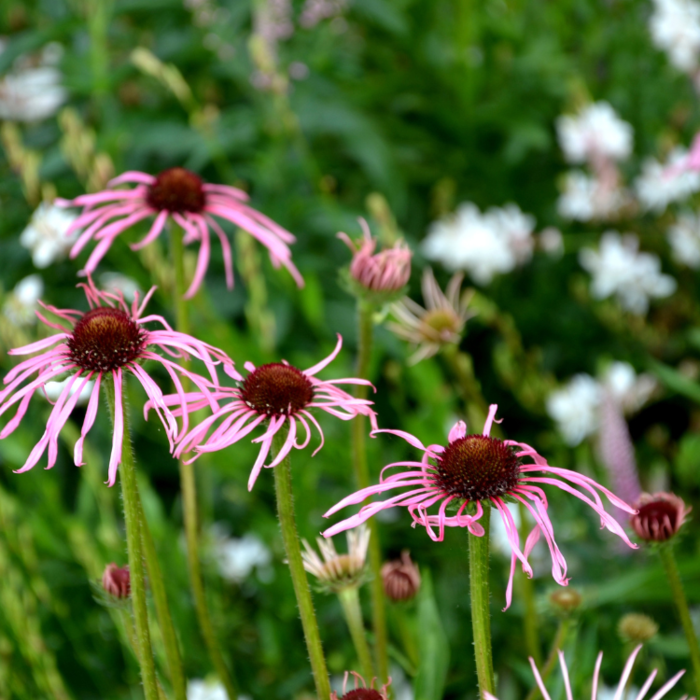 Zonnehoed - Echinacea pallida