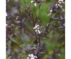 Leverkruid - Eupatorium rugosum 'Chocolate'