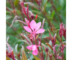 Prachtkaars - Gaura lindheimeri 'Grace'