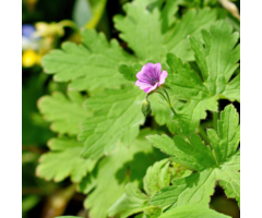 Ooievaarsbek - Geranium 'Pink Penny'