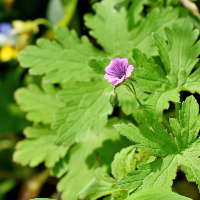 Ooievaarsbek - Geranium 'Pink Penny'