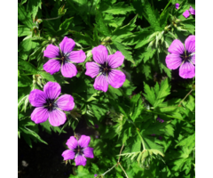 Ooievaarsbek - Geranium 'Patricia'