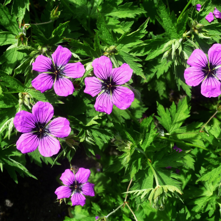 Ooievaarsbek - Geranium 'Patricia'