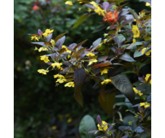 Puntwederik - Lysimachia ciliata 'Firecracker'
