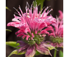 Bergamotplant - Monarda 'Marshall Delight'