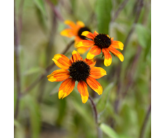 Zonnehoed - Rudbeckia triloba 'Prairie Glow'