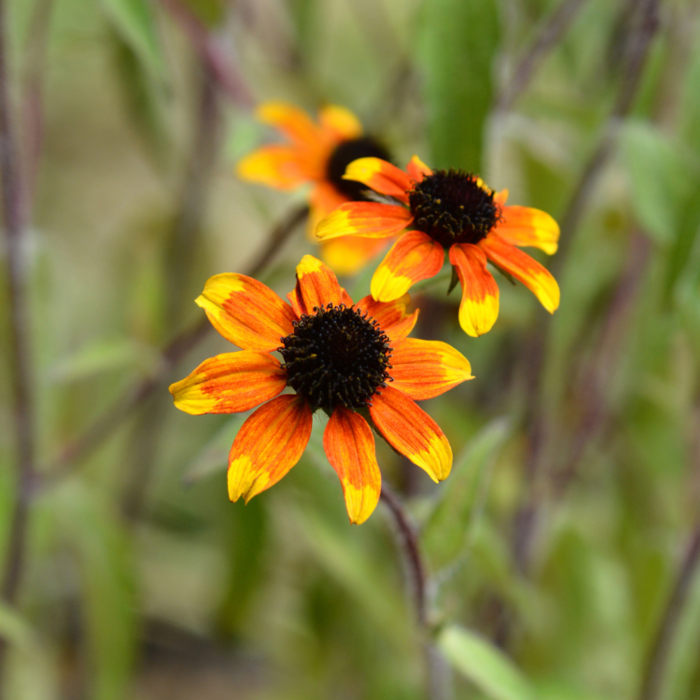 Zonnehoed - Rudbeckia triloba 'Prairie Glow'