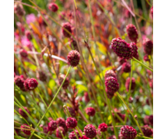 Pimpernel - Sanguisorba officinalis 'Tanna'