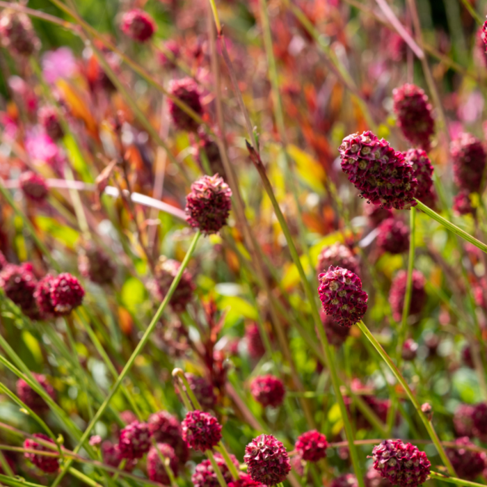 Pimpernel - Sanguisorba officinalis 'Tanna'