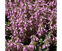 Gamander - Teucrium x. lucidrys
