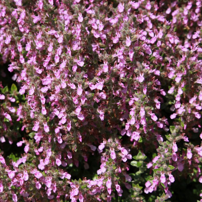 Gamander - Teucrium x. lucidrys