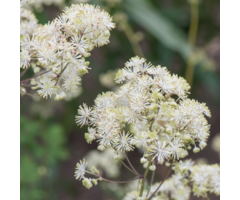 Ruit - Thalictrum 'Nimbus Alba'