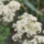 Ruit - Thalictrum 'Nimbus Alba'