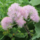 Ruit - Thalictrum 'Nimbus Pink'