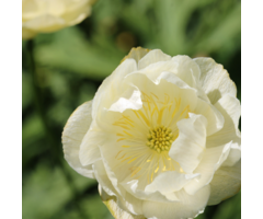 Kogelbloem - Trollius 'New Moon'