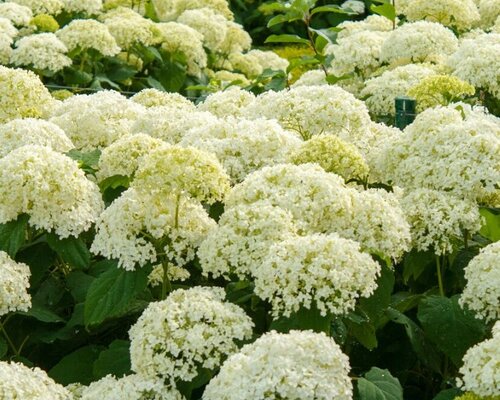 Alles over het snoeien van hortensia's