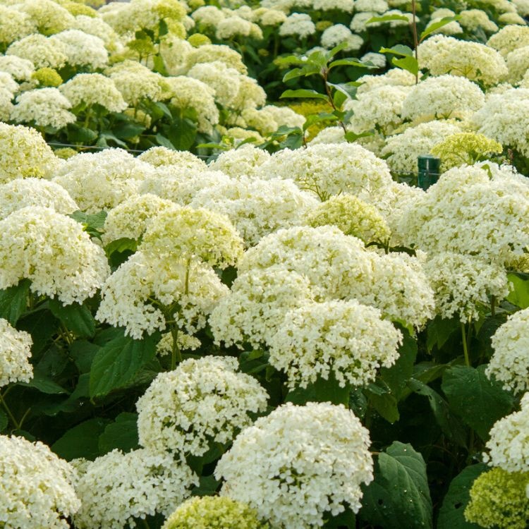 Alles over het snoeien van hortensia's