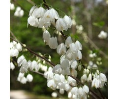Sneeuwklokjesboom - Halesia carolina (Boom)