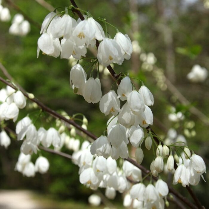 Sneeuwklokjesboom (Halesia carolina)