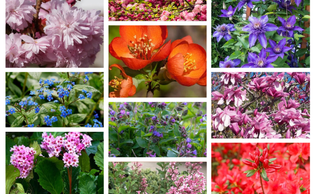 10 prachtige lentebloeiers