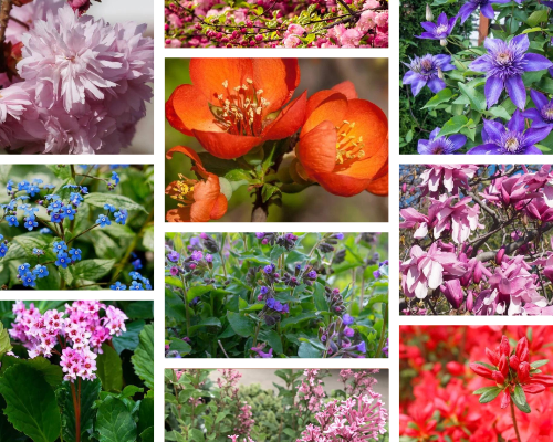 10 prachtige lentebloeiers