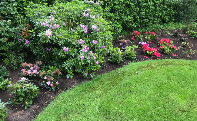 Gazononderhoud en rhododendrons aanplanten