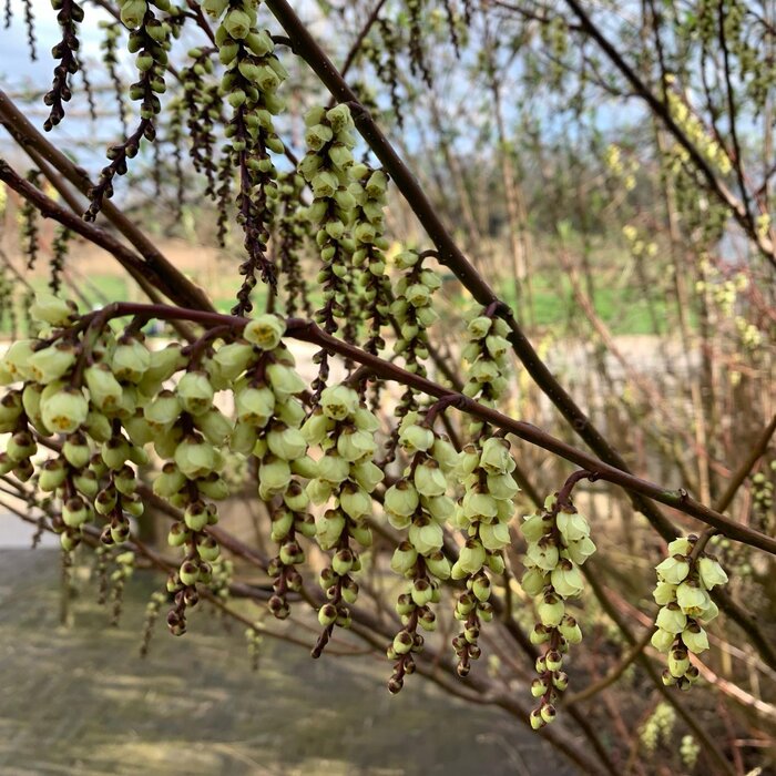 Staartaar - Stachyurus chinensispraecox