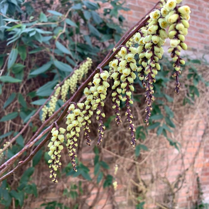 Staartaar - Stachyurus chinensispraecox