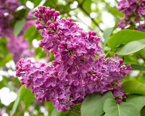 Alles wat je moet weten over de betoverende sering (Syringa)