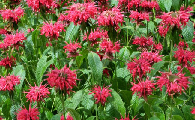 Monarda