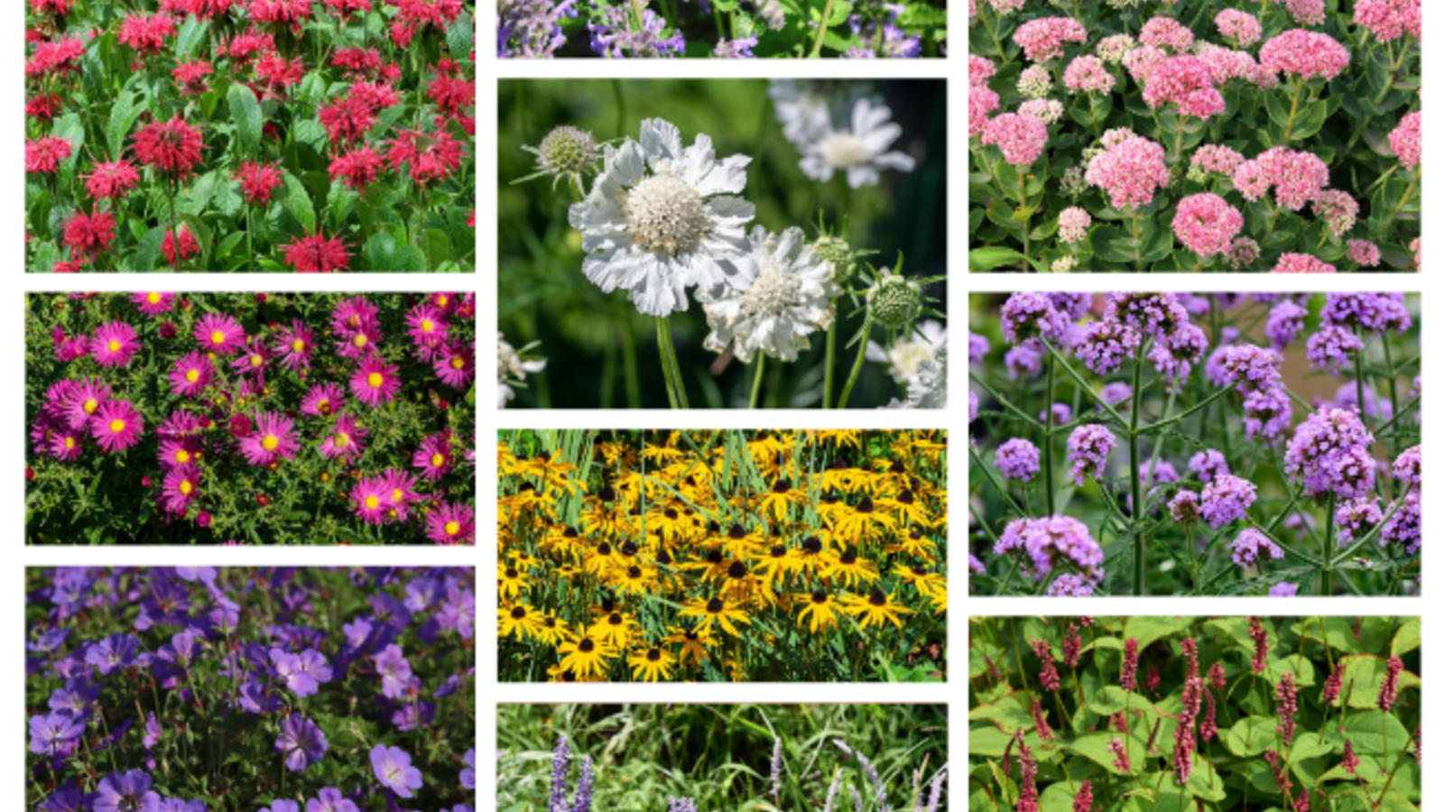 Top 10 langbloeiende vaste planten | Blog