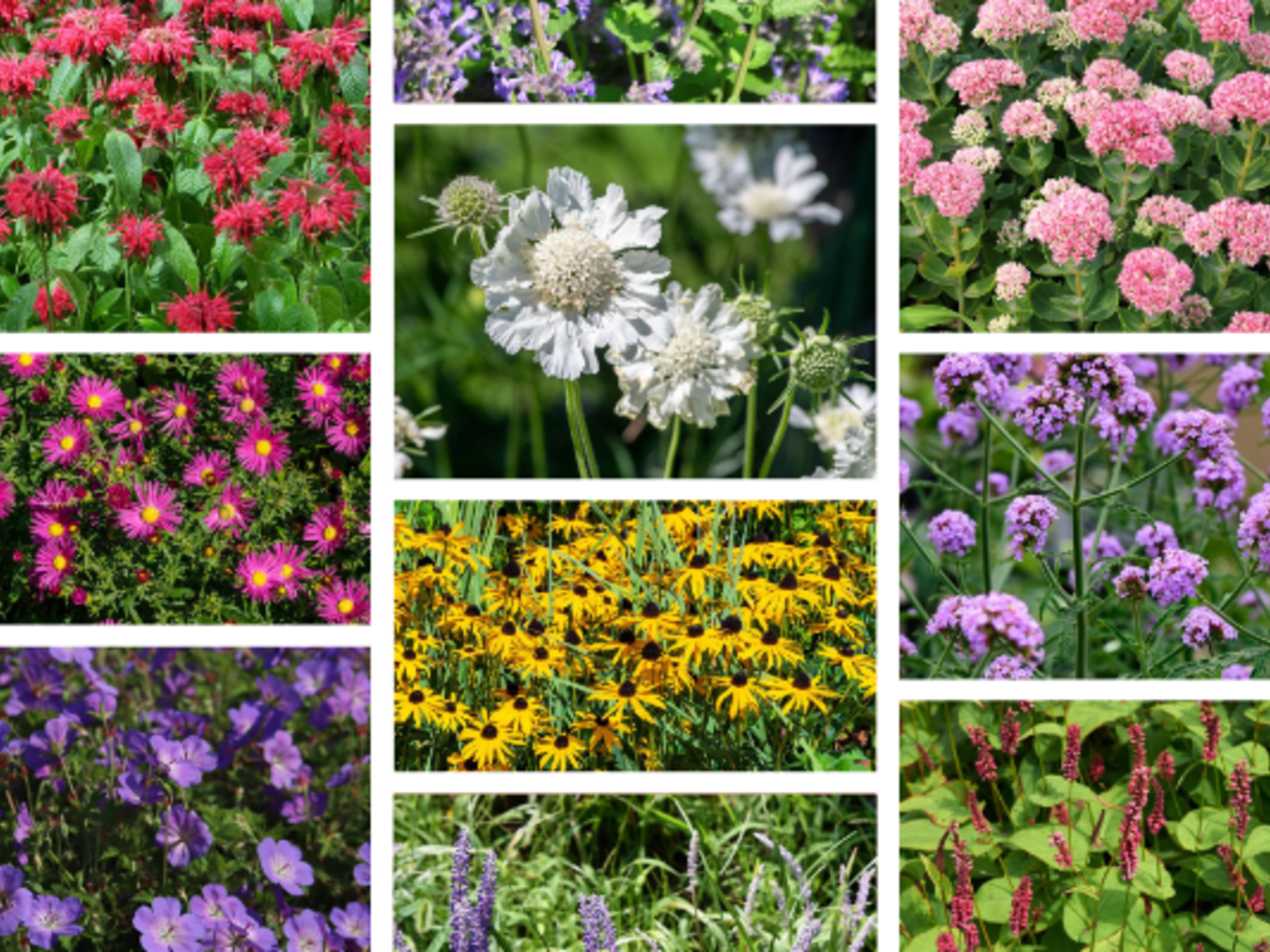 Top 10 langbloeiende vaste planten | Blog